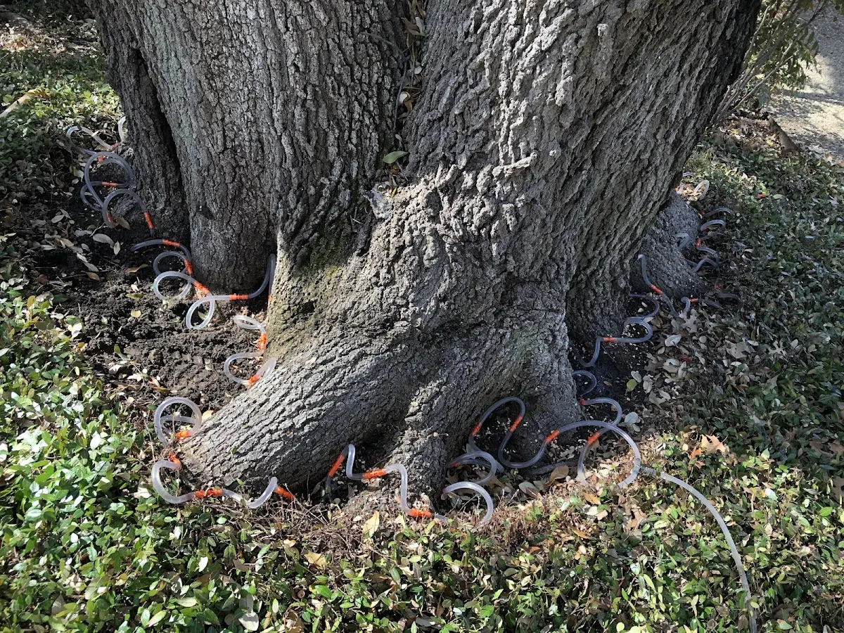 Detailed Shrub and Hedge Trimming job site in Hailesboro