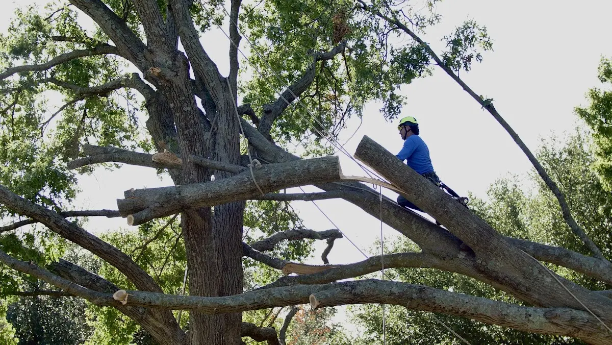 Professional Crown Thinning performed by certified arborists in Hailesboro