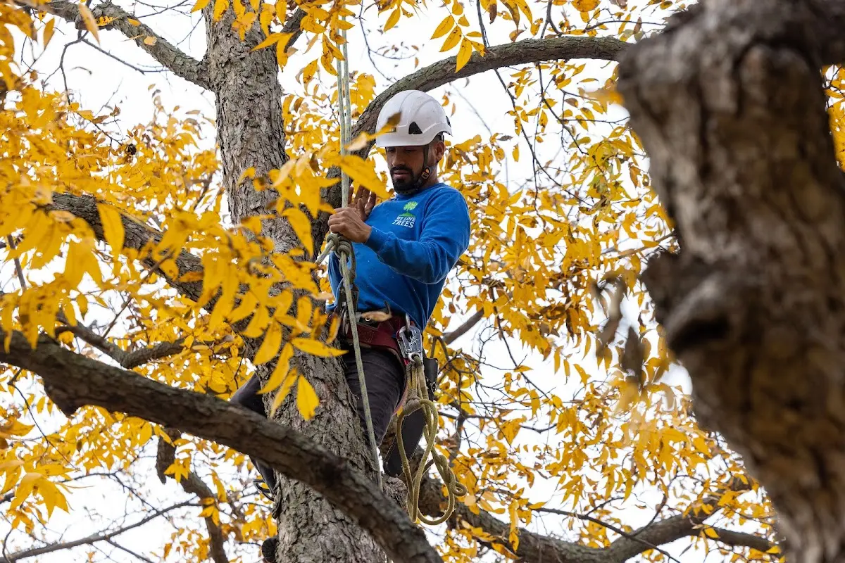 Skilled Storm Damage Cleanup crew working in Hailesboro