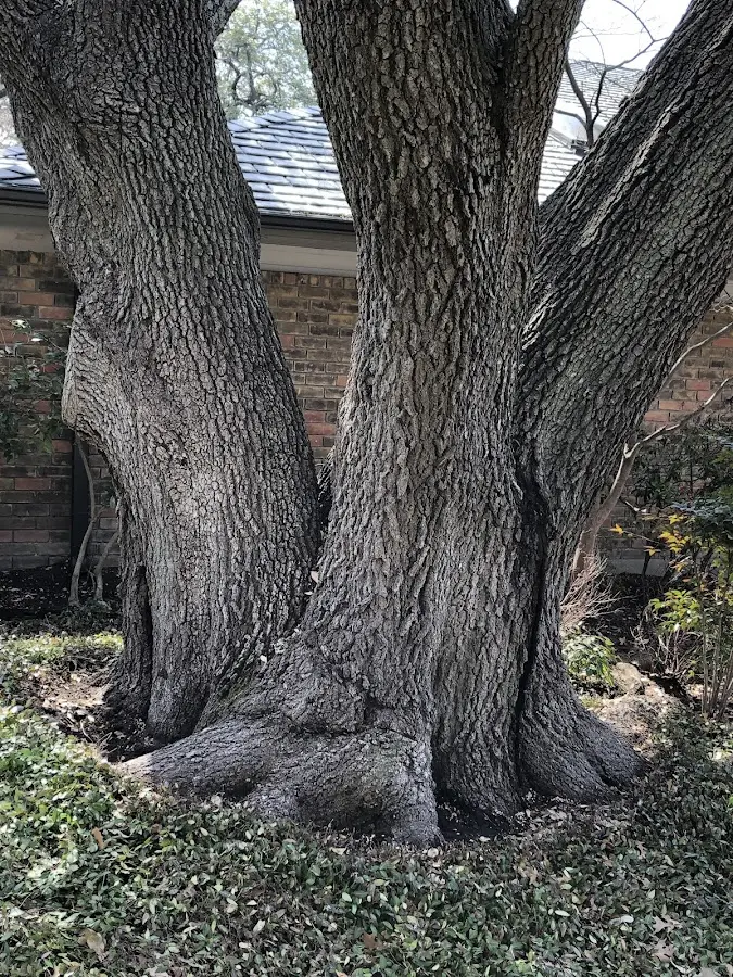 Mature heritage tree close to a Hailesboro property cared for by certified arborists